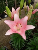 [5096 Lexington VWS No02.JPG]